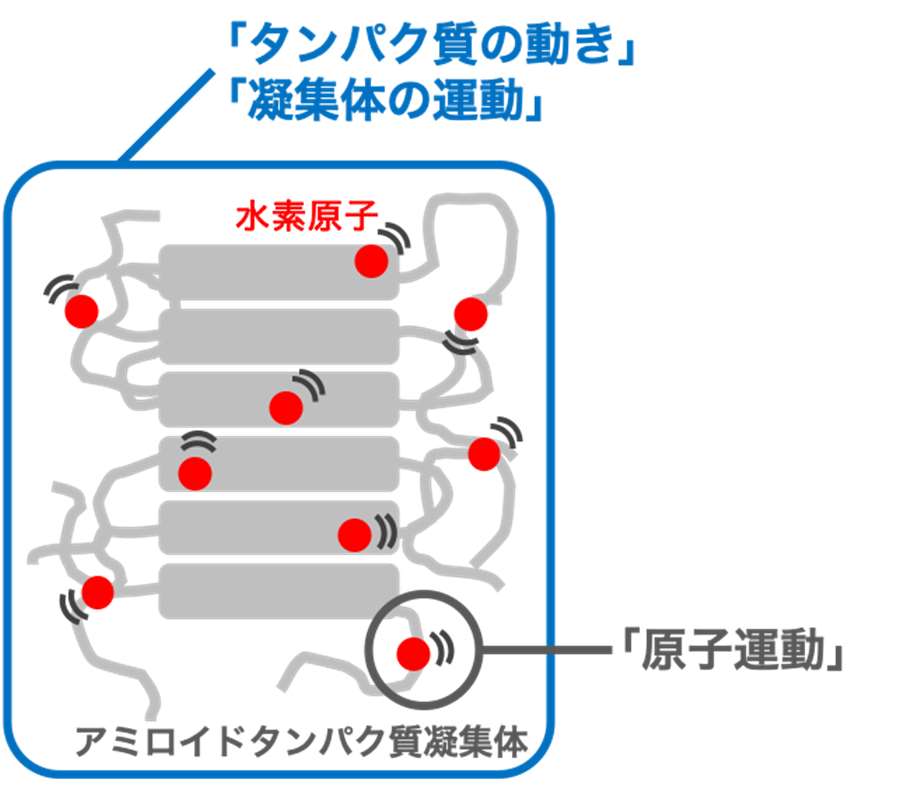 タンパク質の動き