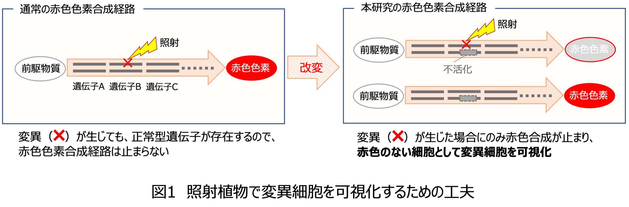 可視化