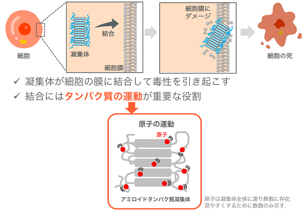 凝集体の運動_模式図