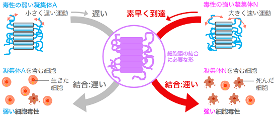 細胞毒性の