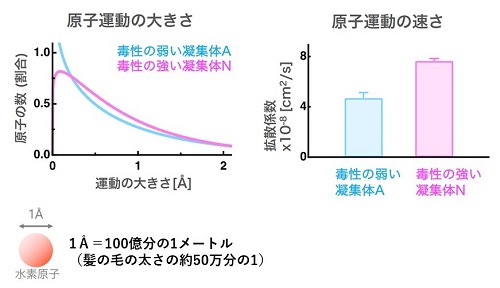 凝集体の運動の大きさと速さのグラフ