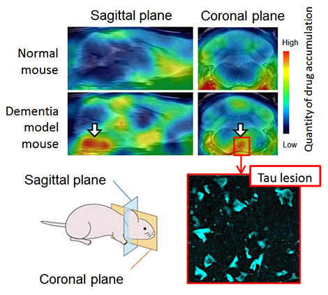 PET image of a mouse brain