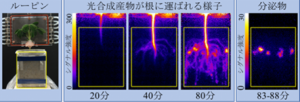 根圏イメージング