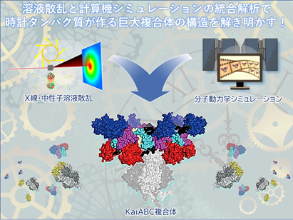 巨大タンパク質複合体の構造イメージ