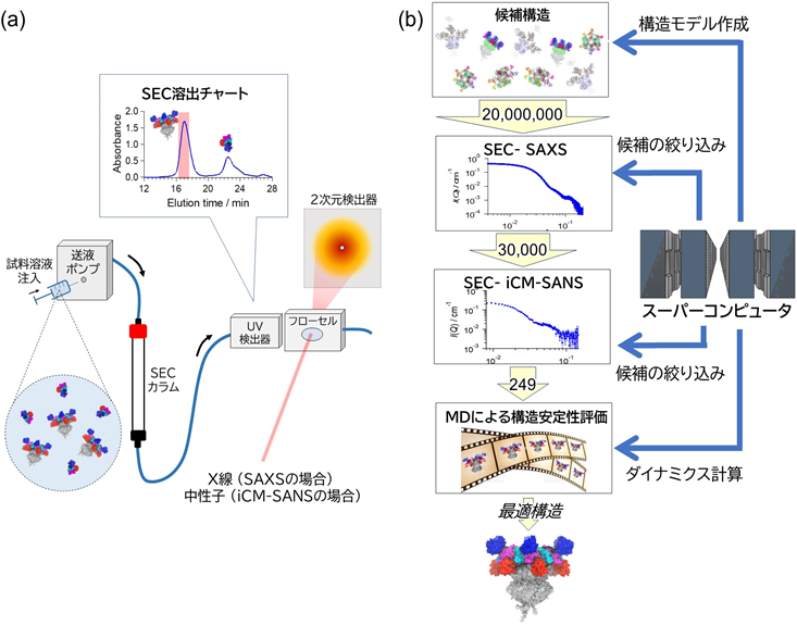 SEC-SAXS・SEC-iCM-SANSの模式図