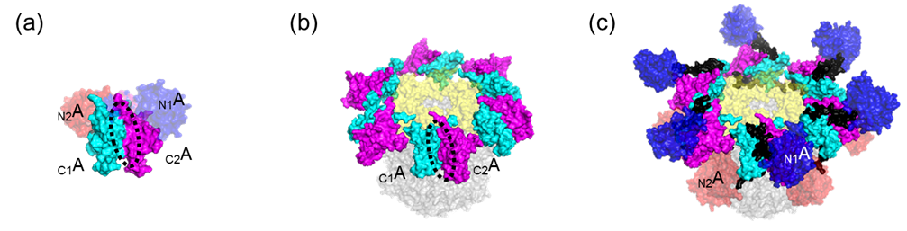 Kaiタンパク質のシステムは、ABC複合体が形成された際には、KaiAの運動によって溶液中のKaiCとの不要な相互作用を阻害するイメージ