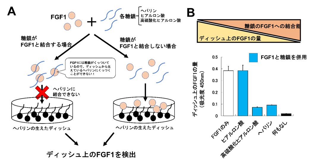 FGF1との結合能の解析