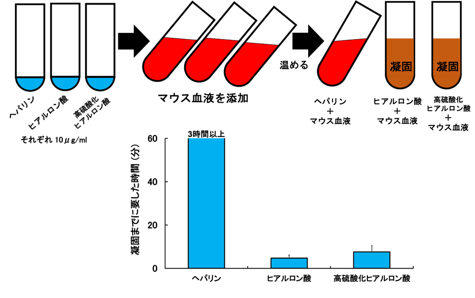 マウス血液を用いた糖鎖の凝固作用の解析