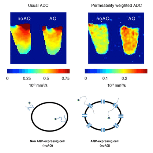 Applied MRI Research and Diagnostic Imaging2