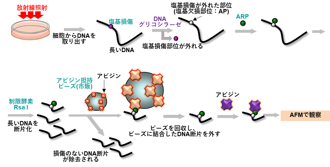 細胞中の長いDNAから損傷を含むDNA領域のみを集めてAFM観察する方法