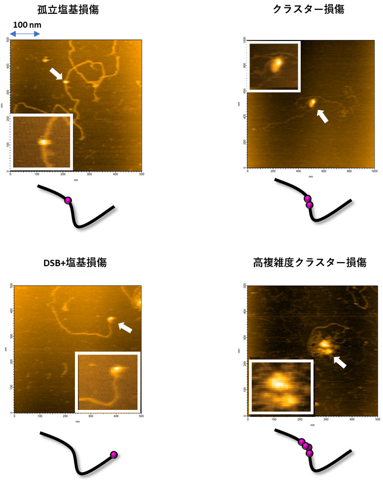 本技術を用いて撮像したさまざまなDNA損傷形態のAFM画像