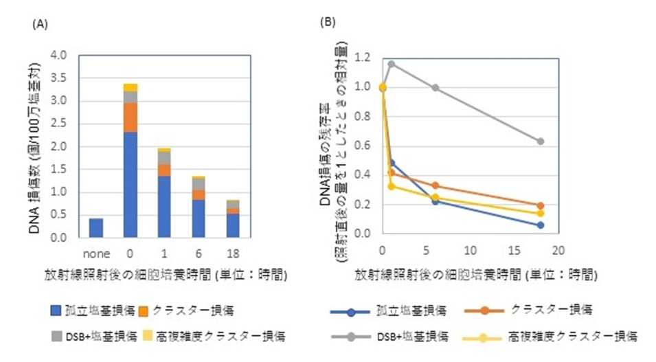 鉄イオン線照射した細胞に生じたさまざまなDNA損傷の修復性