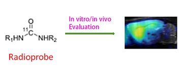 Research and development of useful radiopharmaceuticals photo