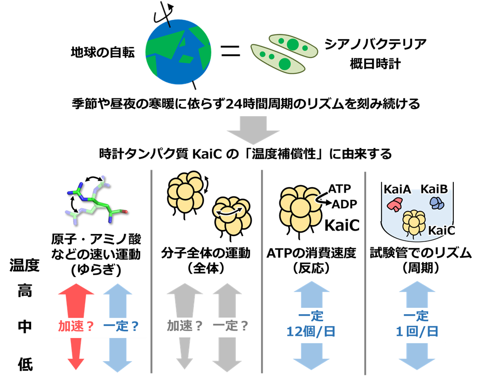 図１：概日時計システムを構成する時計タンパク質KaiCの機能と運動