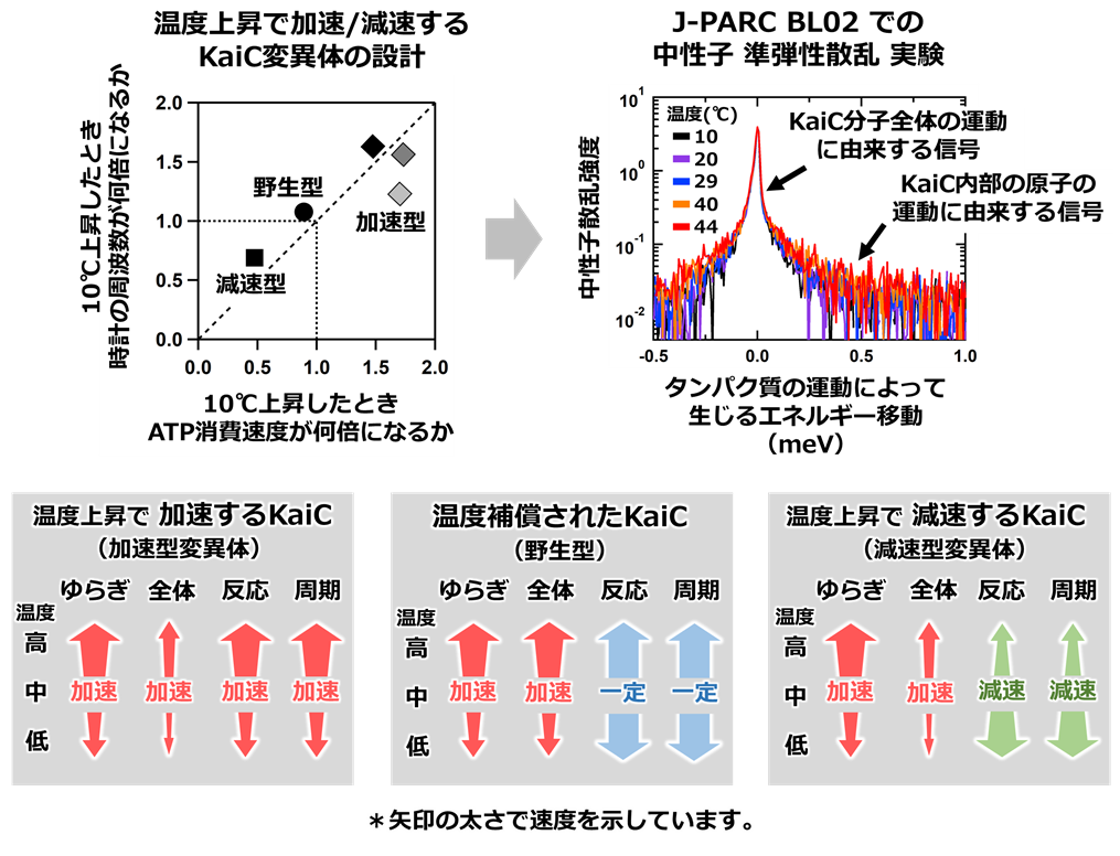 図２：時計タンパク質KaiCの揺らぎ運動と時計機能の温度依存性
