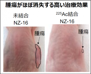 アクチニウム225を結合した抗体と、結合していない抗体の治療効果の比較