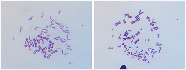 Cell fusion-mediated premature chromosome condensation (PCC)