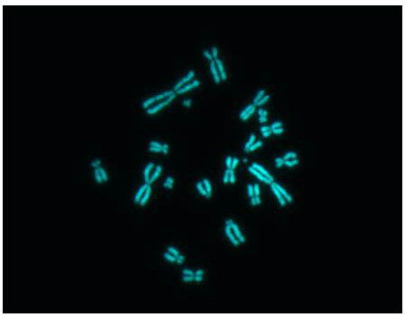 Chinese Hamster Ovary metaphase cell