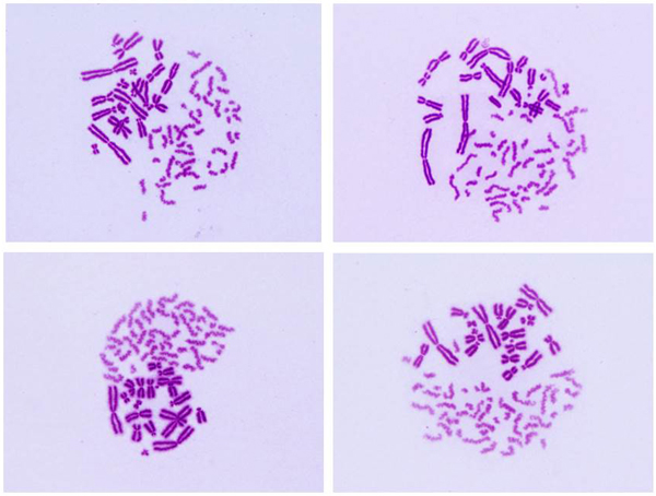Examples of PCC images 1