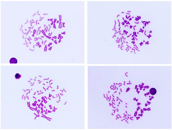 Examples of PCC images 2