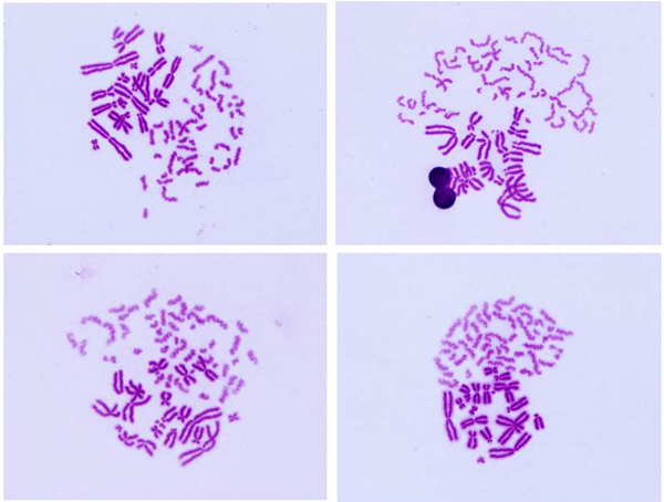 Examples of PCC images 3