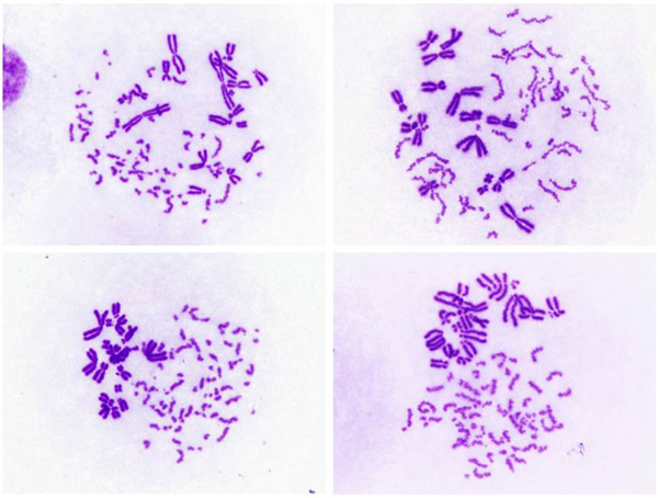 Examples of PCC images 4