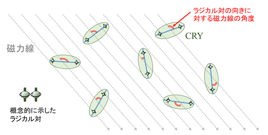 図１　CRYが固定されていない状態におけるラジカル対の向きに対する磁力線の角度 網膜細胞内の多数のCRYがそれぞればらばらな方向を向いていたり、細胞内をばらばらに動き回っていたりすると、ラジカル対の向きに対する磁力線の角度（赤の二重線）がCRY分子ごとに異