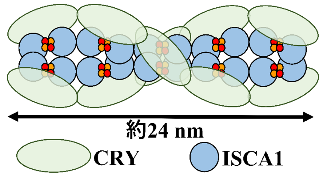 図２　CRY/ ISCA1複合体の外観