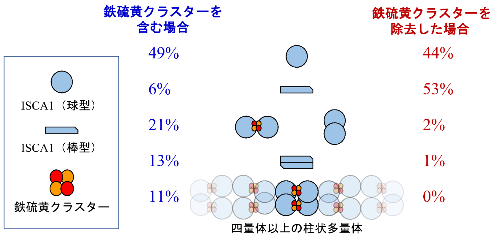 図３　1 mg/mLのISCA1溶液を用いて、人工的な磁場を印加しない自然な状態で観測された、ISCA1の構造（図中央）とそれらが含まれる割合（左右の数値）。鉄硫黄クラスターを含む生体内の環境に似た溶液中の場合（左）では、柱状多量体が11%存在すると見積も