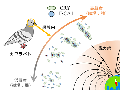 図５　本成果により推測されるカワラバトのCRY/ISCA1複合体形成と地磁気の関係