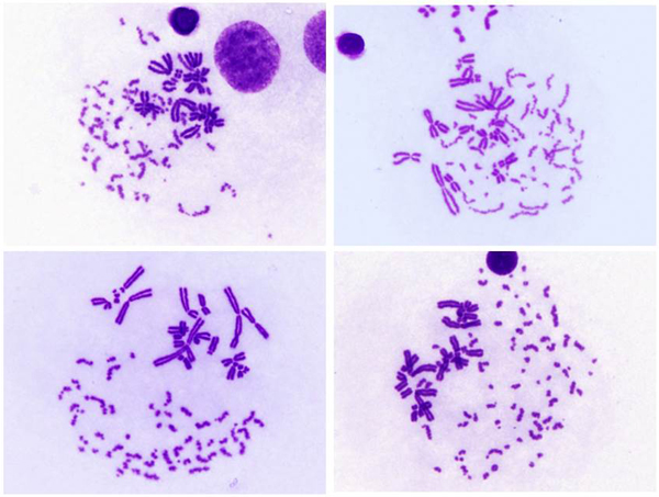 Examples of PCC images 6