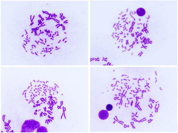Examples of PCC images 7