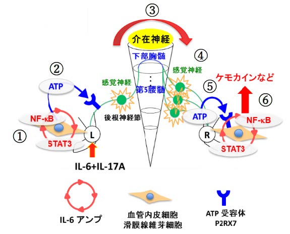 F759マウスの片側足関節に IL-17AとIL-6を接種すると、(1)線維芽細胞や血管内皮細胞などの非免疫細胞でIL-6アンプが誘導され、炎症反応に付随して局所でのATP産生が誘導された。(2)ATPは感覚神経を活性化し、第5腰髄 (L5) 後根神経節 (DRG