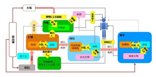 放射性核種による人の被ばく経路と農畜水産物の汚染と評価パラメータの関係図