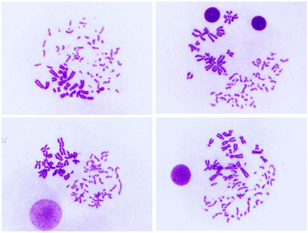 Examples of PCC images 8