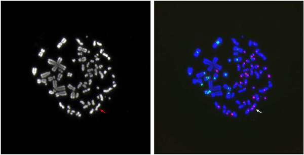 A dicentric chromosome 