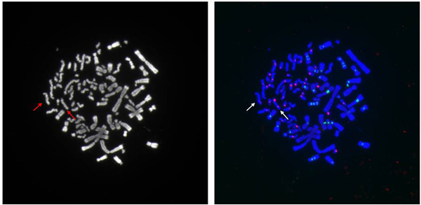 Dicentric chromosomes 