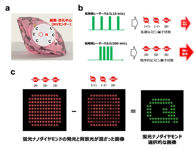 図3　(a)NVセンターの構造。(b)開発技術で利用したNVセンターの性質。(c)蛍光ナノダイヤモンド選択的な画像の取得方法