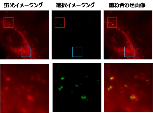 図5　開発技術による培養細胞内での蛍光ナノダイヤモンドの選択イメージング