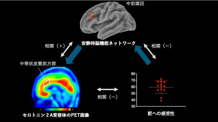 図2　罰回避傾向とセロトニン2A受容体および安静時脳機能ネットワークの関係