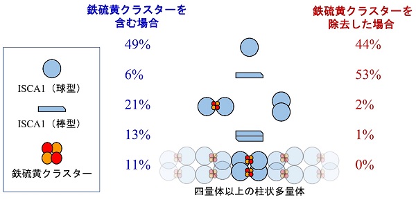 図3　ISCA1の構造