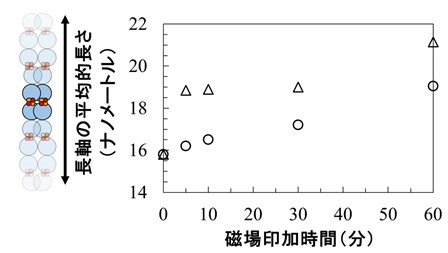 図4　柱状多量体の長さの経時変化