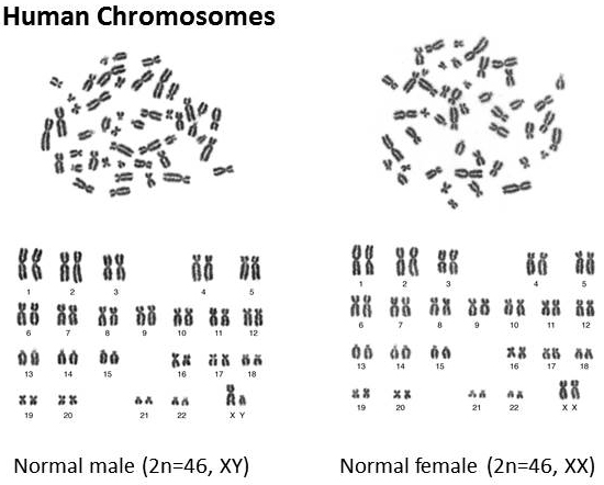 Human Chromosomes