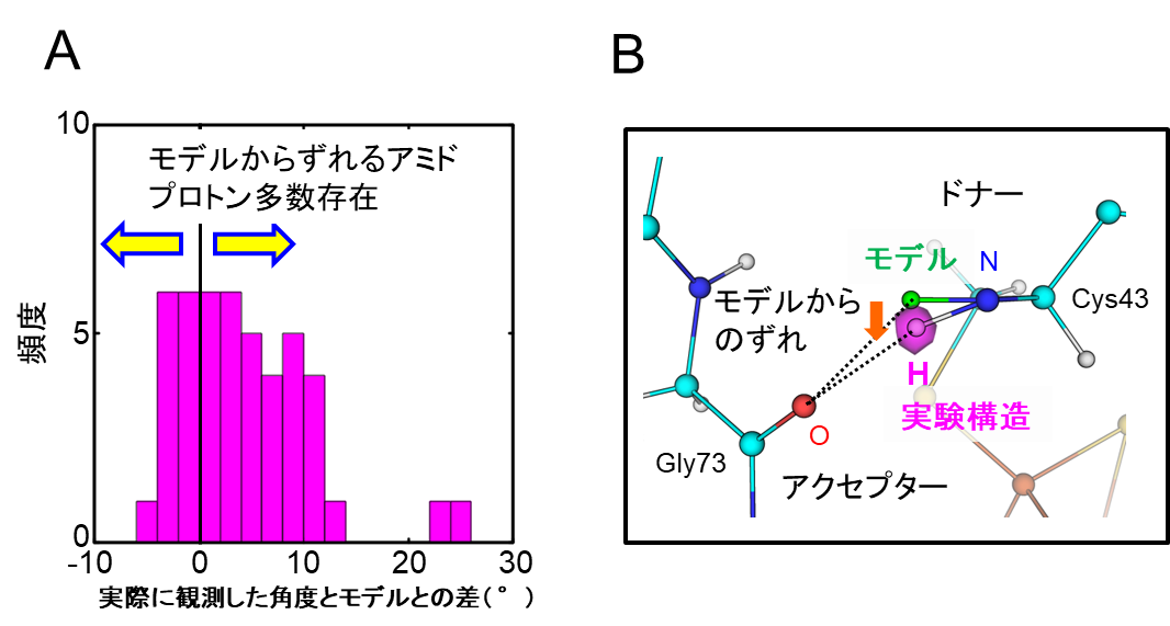 図1.モデルを使用せず実験データから直接決定したアミドプロトン