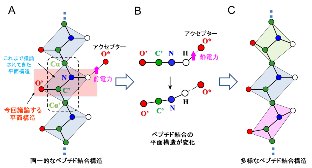 図2.ペプチド結合の平面性