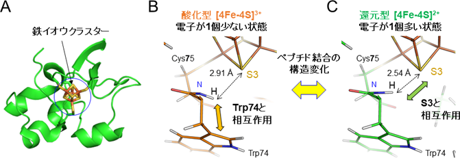 図3.HiPIPの鉄イオウクラスターを取り囲むアミノ酸の酸化型と還元型でのペプチド結合構造の違い