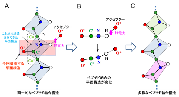 図2　ペプチド結合の平面性