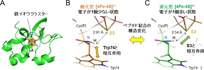 図3　HiPIPの鉄イオウクラスターを取り囲むアミノ酸の酸化型と還元型でのペプチド結合構造の違い