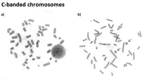 C-banded chromosomes