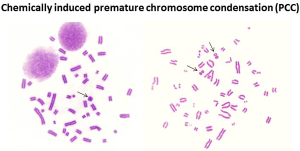  Examples of PCCs